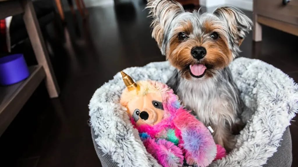 Brown and black Yorkshire Terrier puppy on white textile