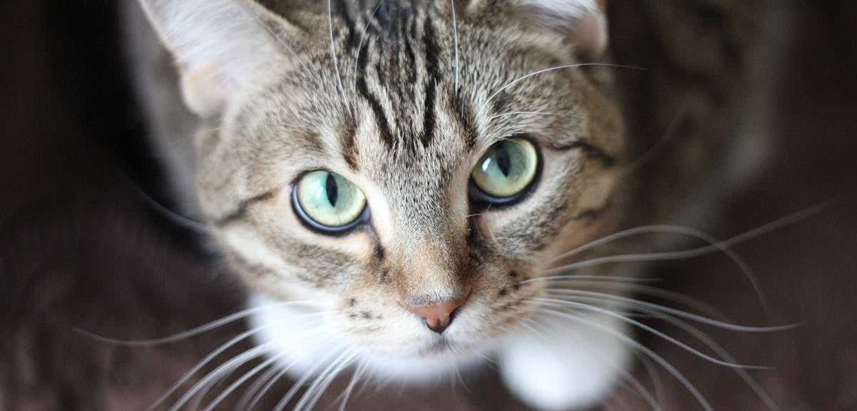 A short haired gray cat hiding its illness which is one of the facts about cat behavior.
