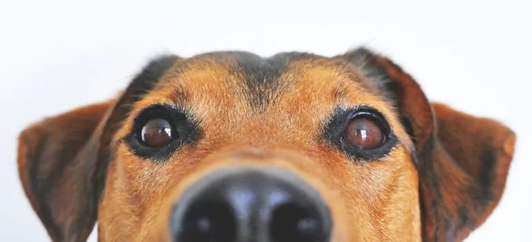 a brown dog 