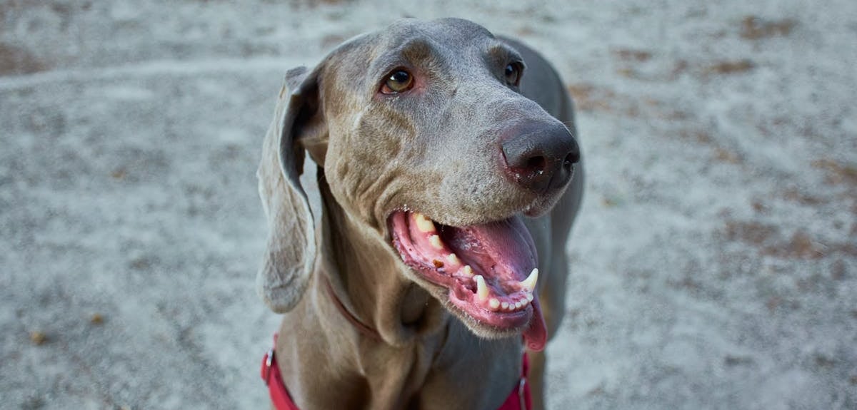 A dog with a red collar