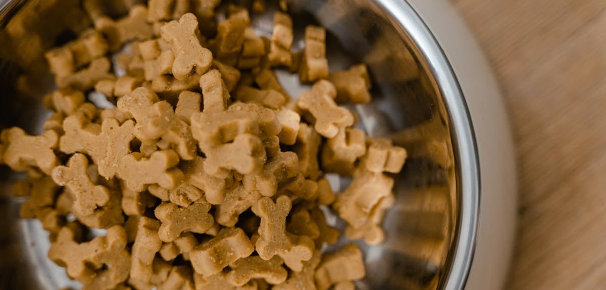 A bowl of dog food to help choose the right diet for dogs with hip dysplasia