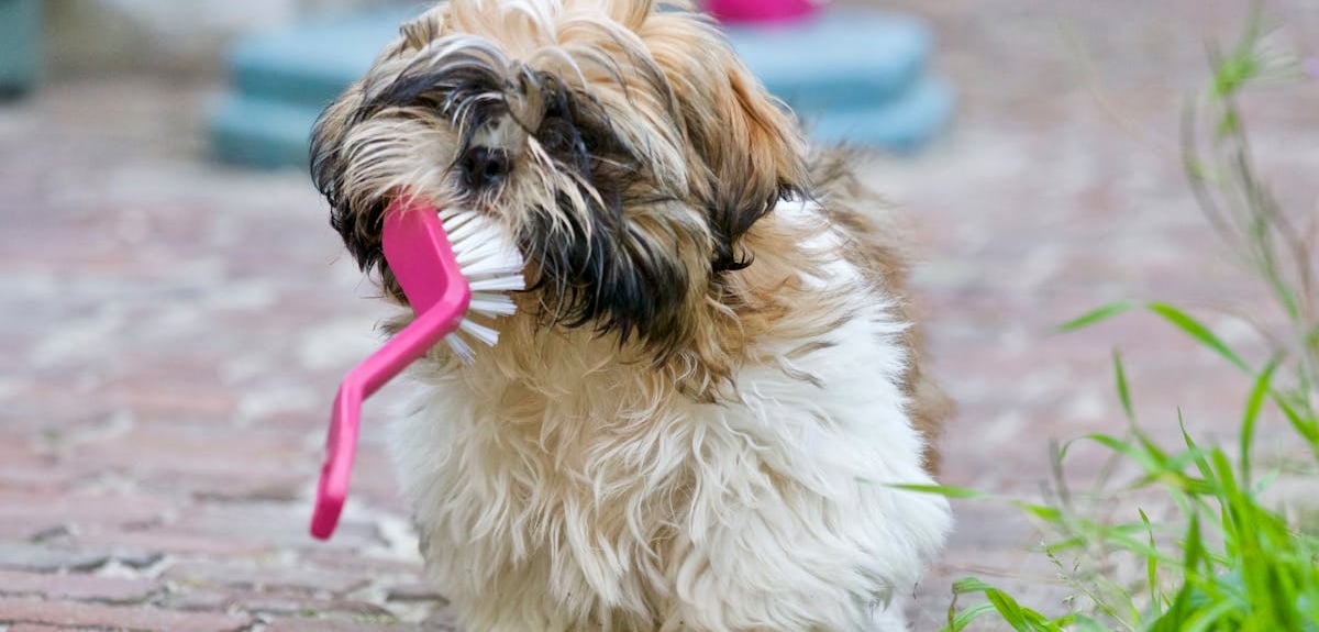 Adult brown and white Shih Tzu