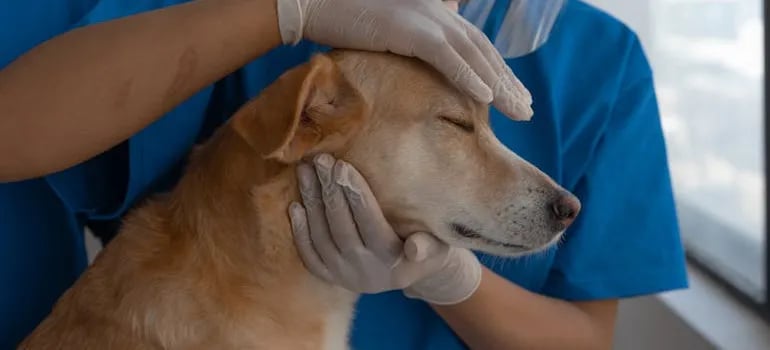 Calming your furry friend is just as important as the medication!