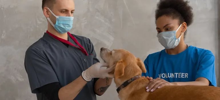a dog at the vet