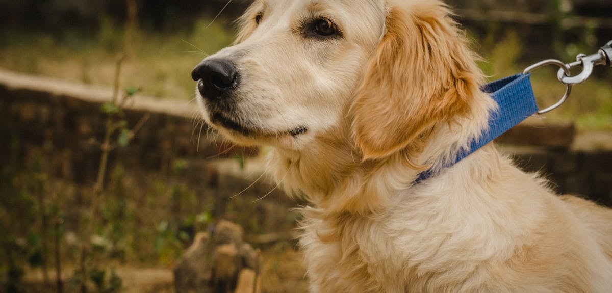 A dog with a blue leash