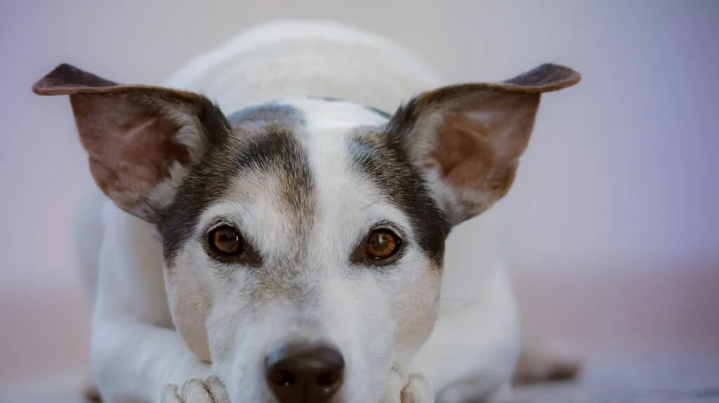 White and black Jack Russel Terrier