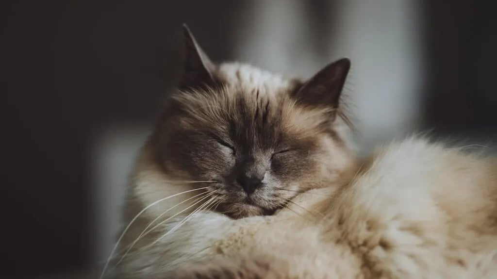 A long-haired cat sleeping
