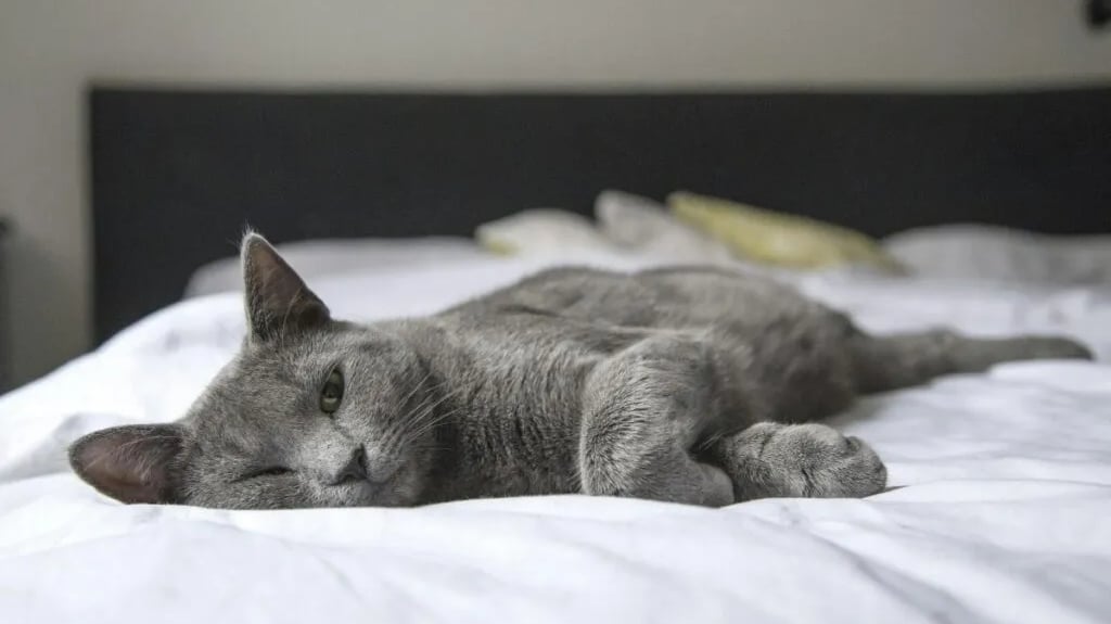 A gray cat laying on a bad