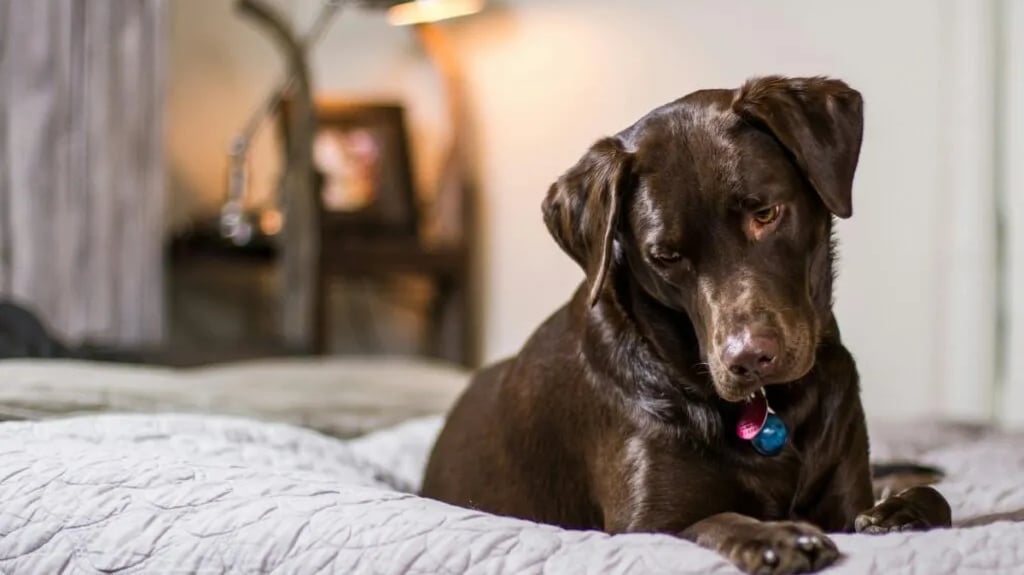 A brown dog sitting on a bed to create a safe and comfortable space for senior pets