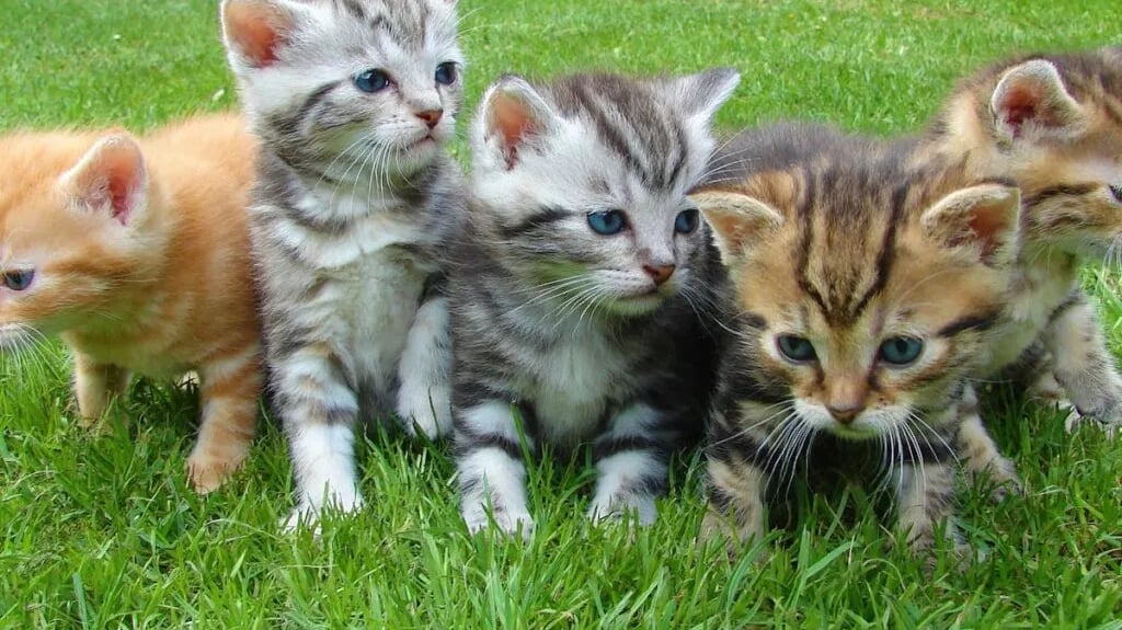 Assorted color kittens