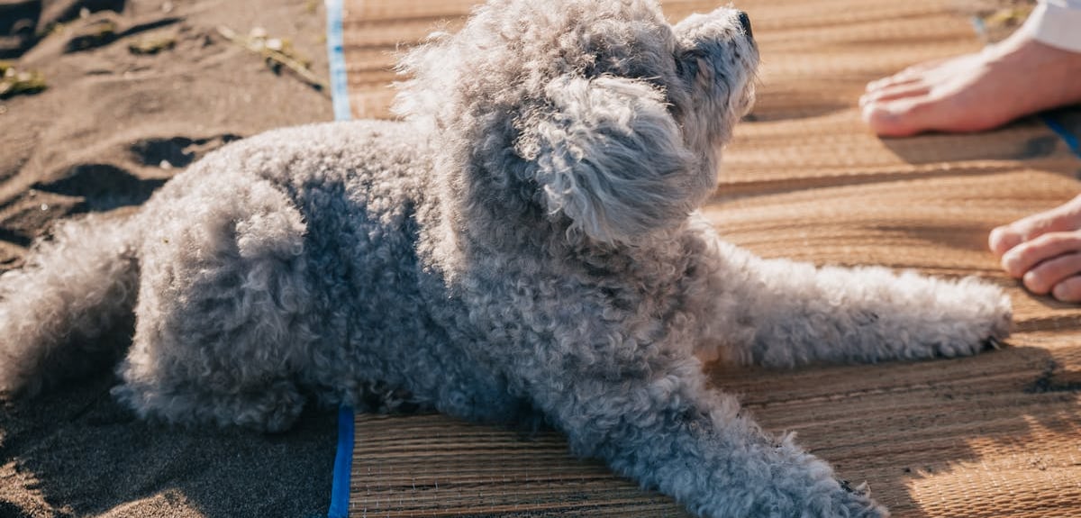 A dog lying on a mat