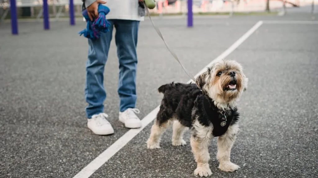 A child keeping a dog on a leash