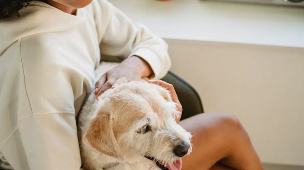 A woman embracing a puppy while thinking about how to manage separation anxiety in pets