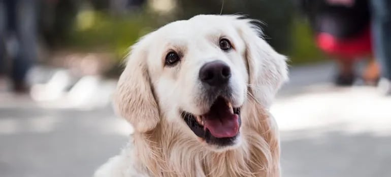 a happy dog