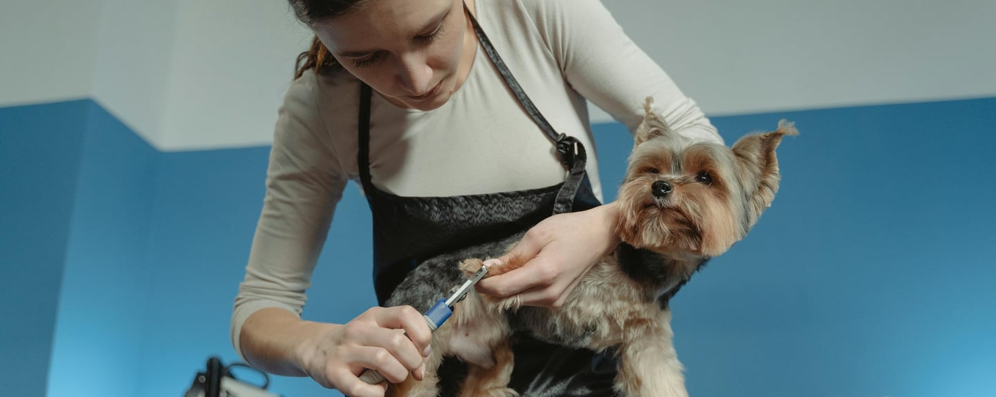 A woman trying to prepare your pet for their first grooming appointment