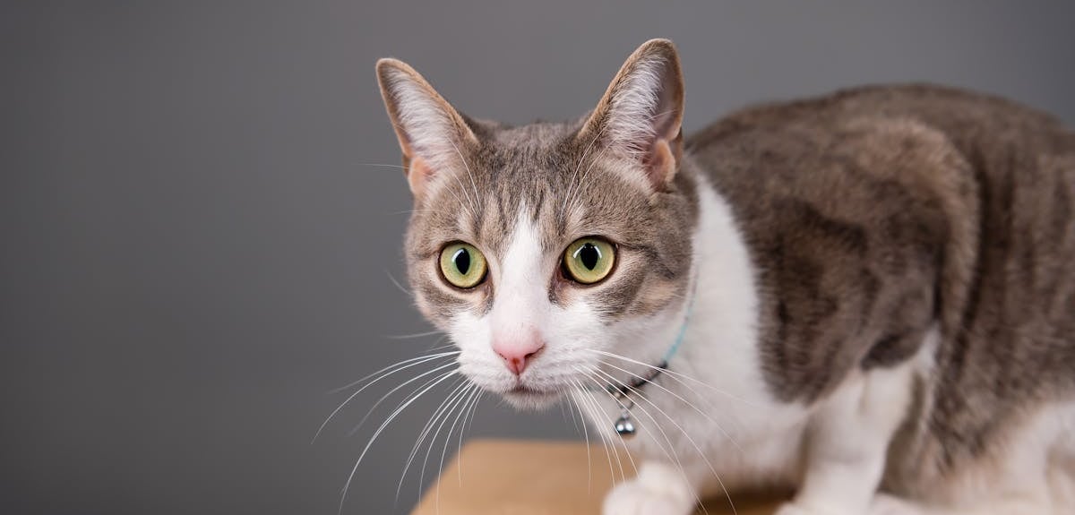 A cat with a collar