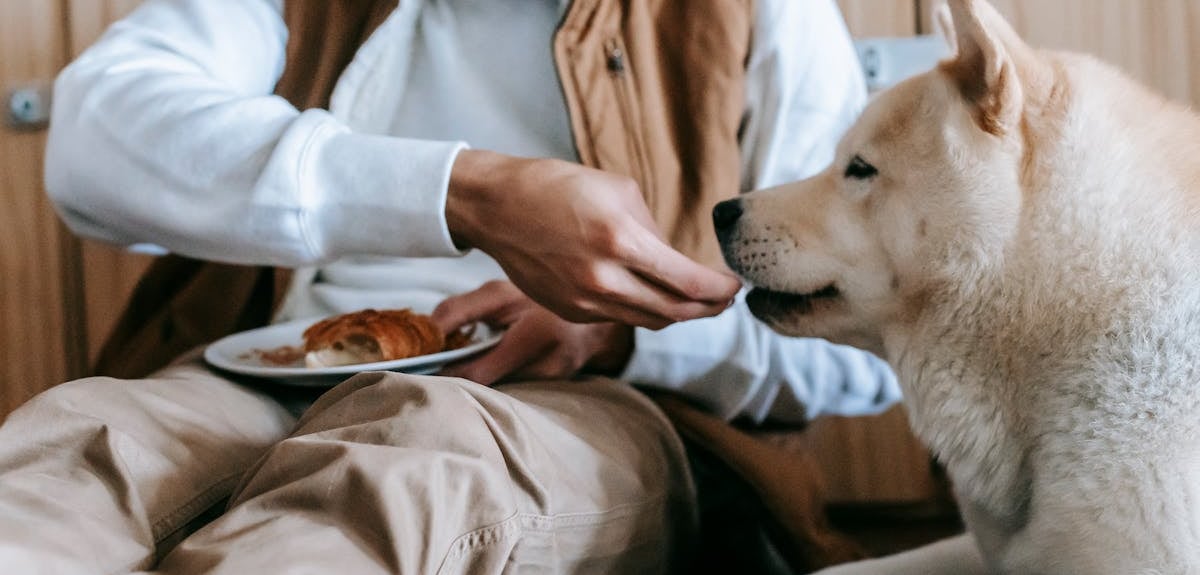 A man feeding a dog