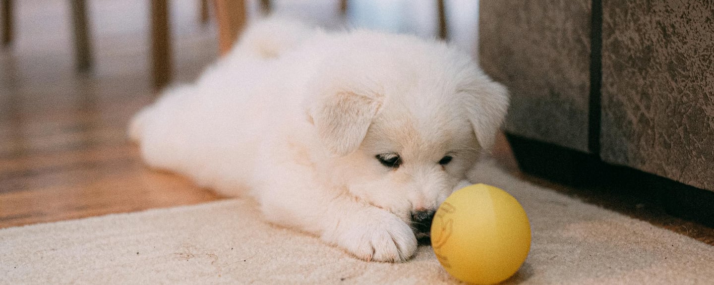 A Puppy Staring at a Ball after its owner noticed early symptoms of parvo in puppies