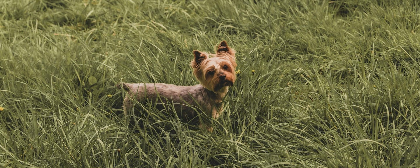 a small dog afer getting after getting home remedies for hip dysplasia in dogs