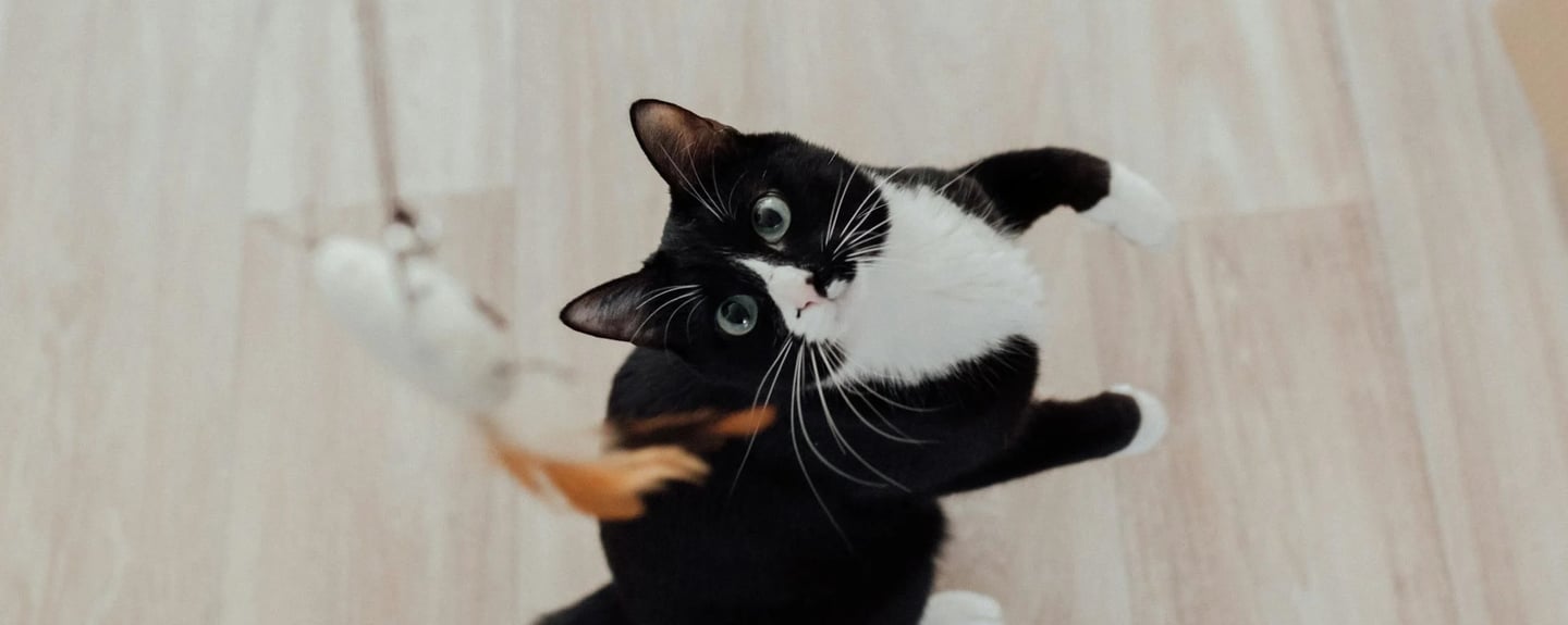 cat on wooden floor