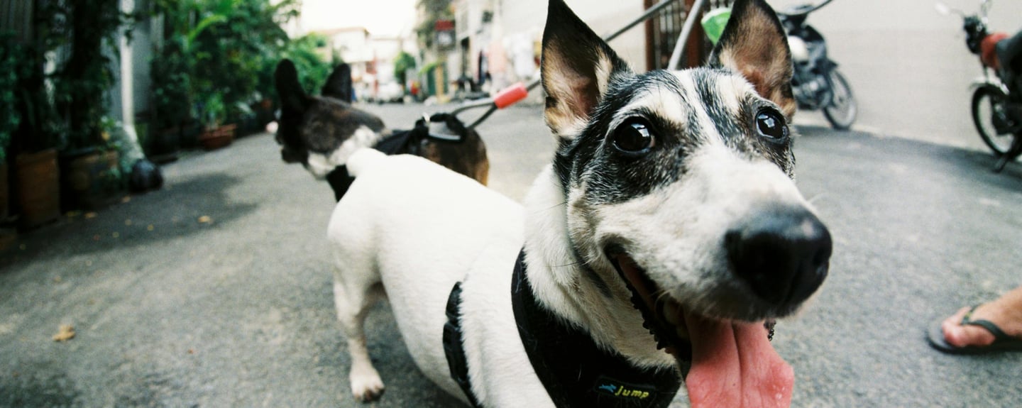 two black and white dogs