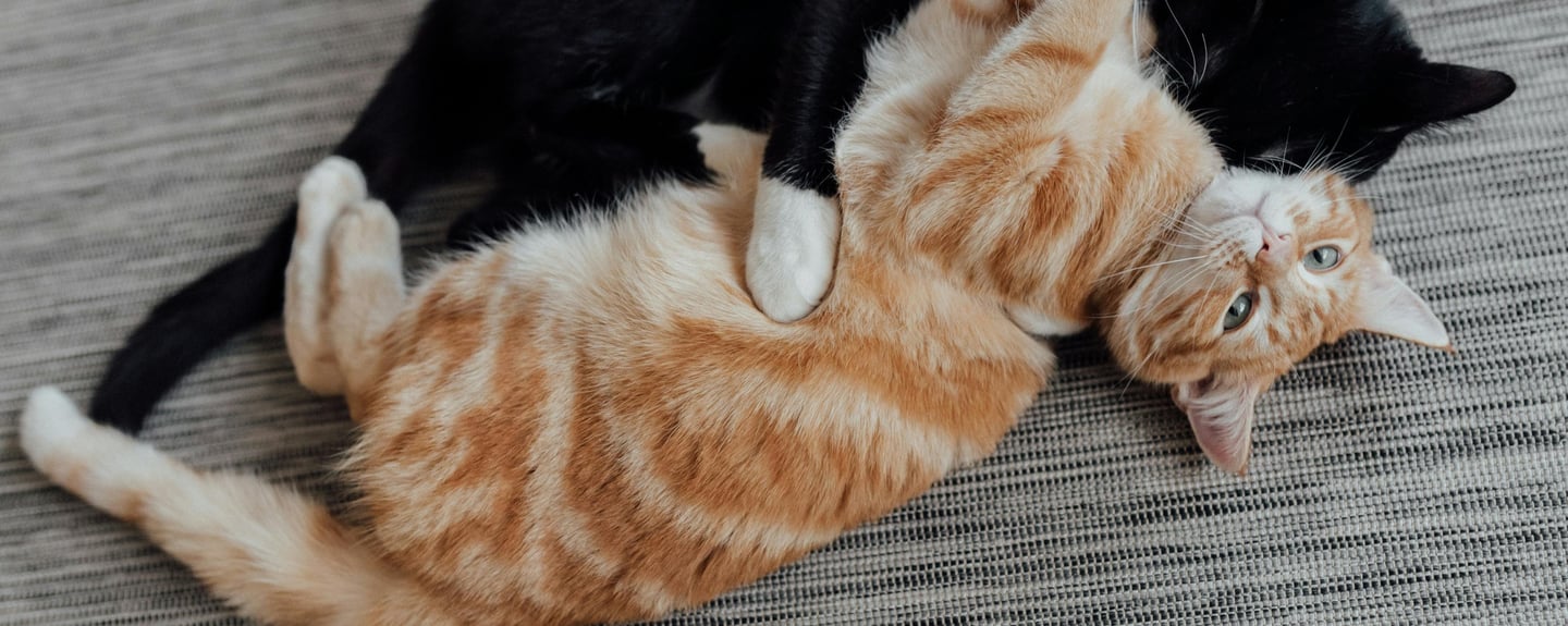 two friendly cats sleeping together