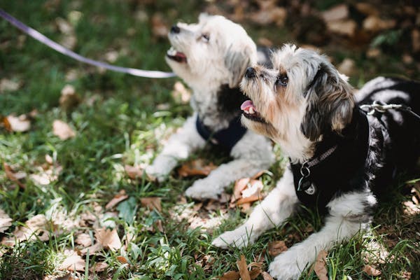 two dogs lying down