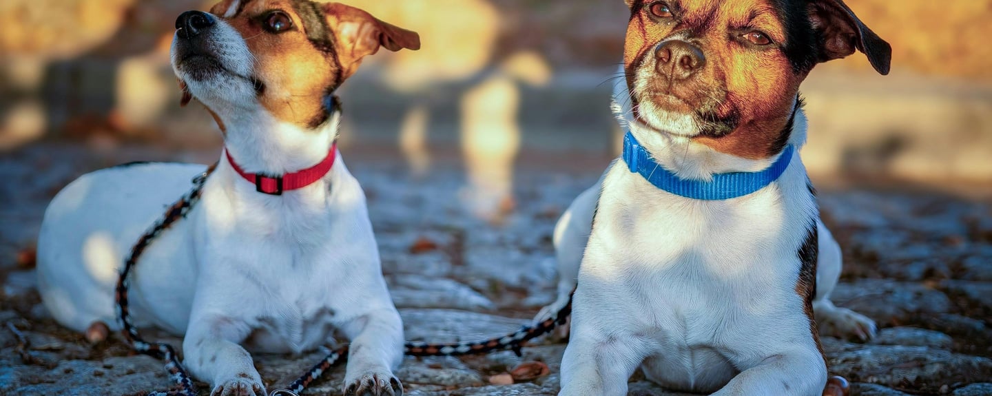 two dogs siting beside each other