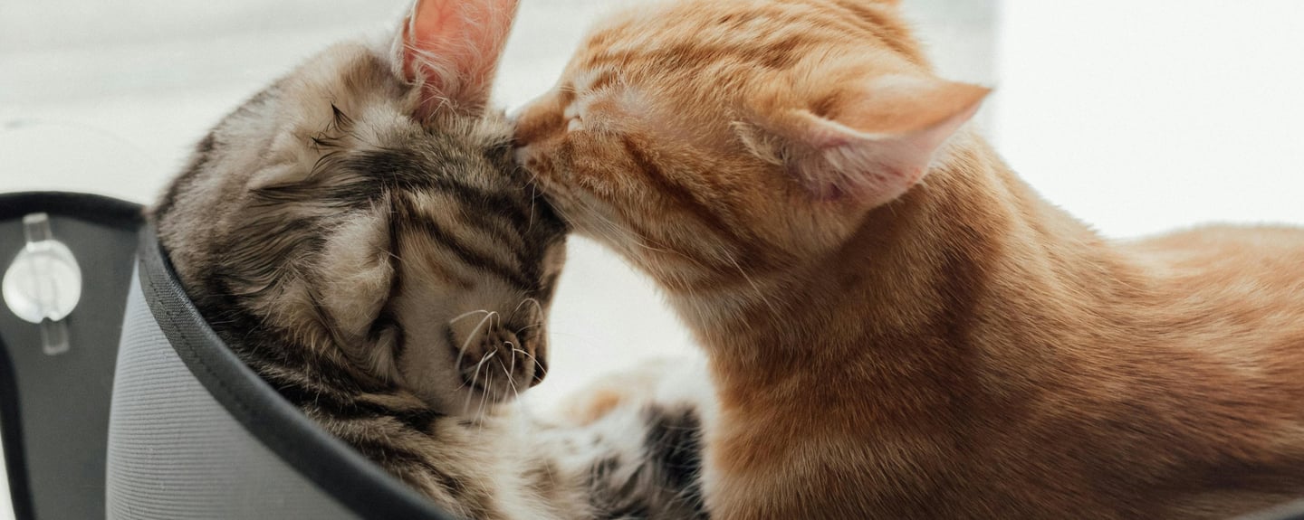 two cats licking eachother
