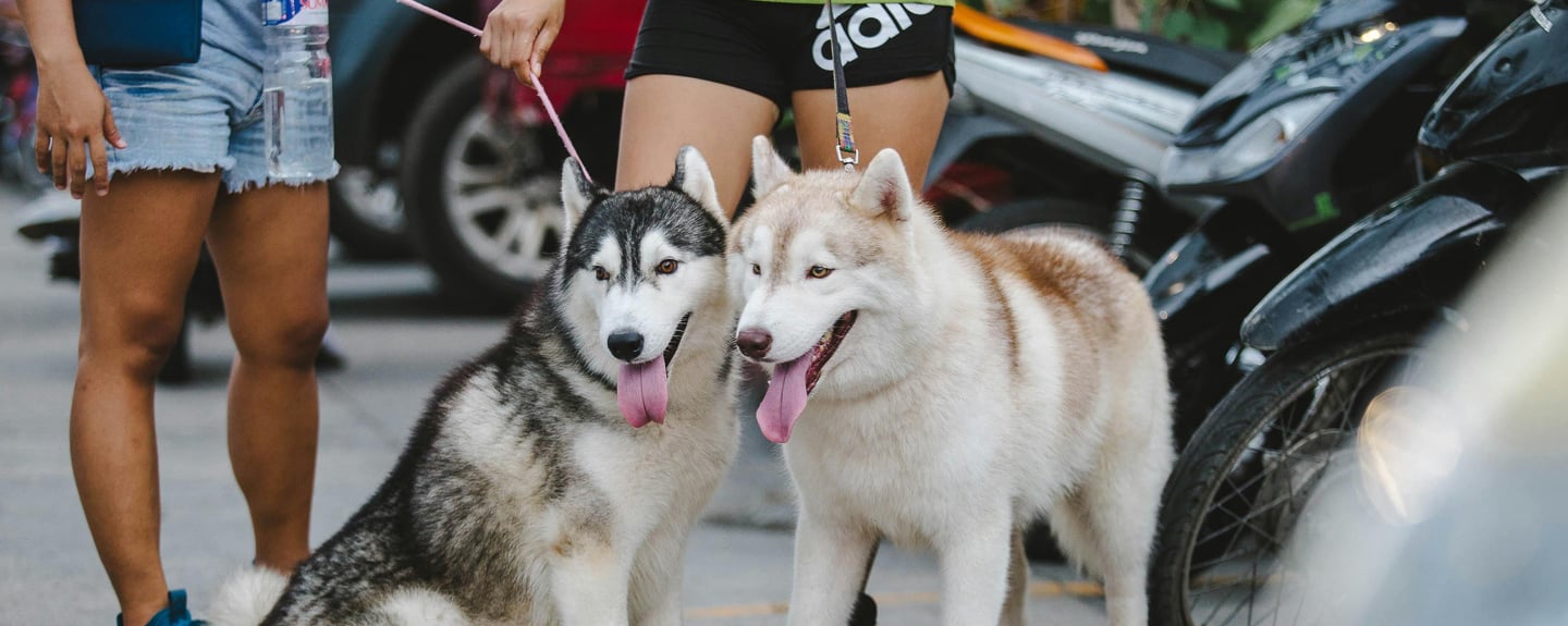 two dogs on leashes after introducing new puppy to older dog
