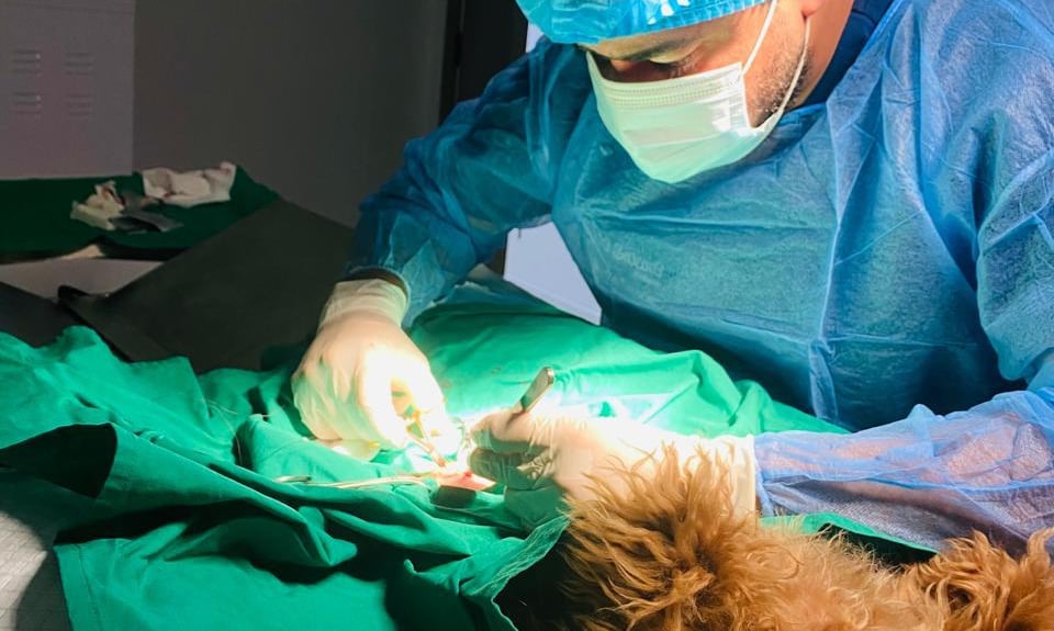 A dog undergoing a surgery