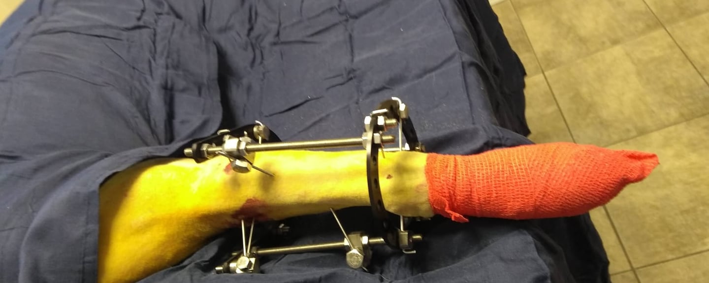 Pepe's leg while recovering