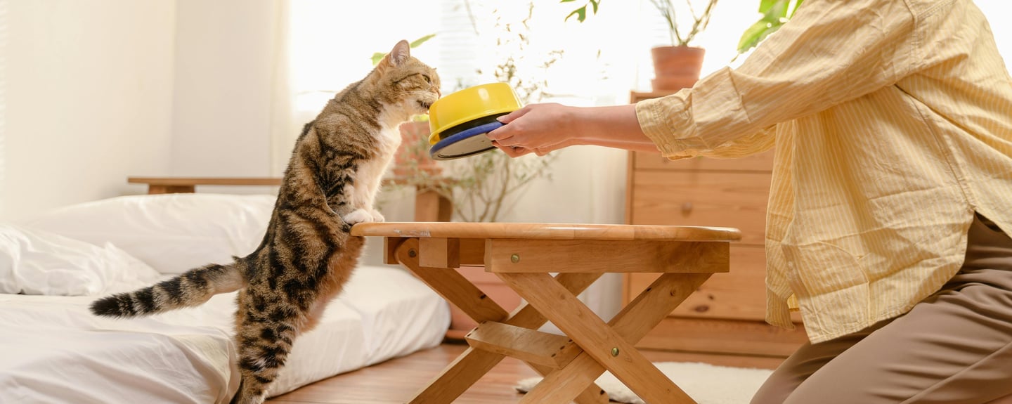 a cat looking at her bowl