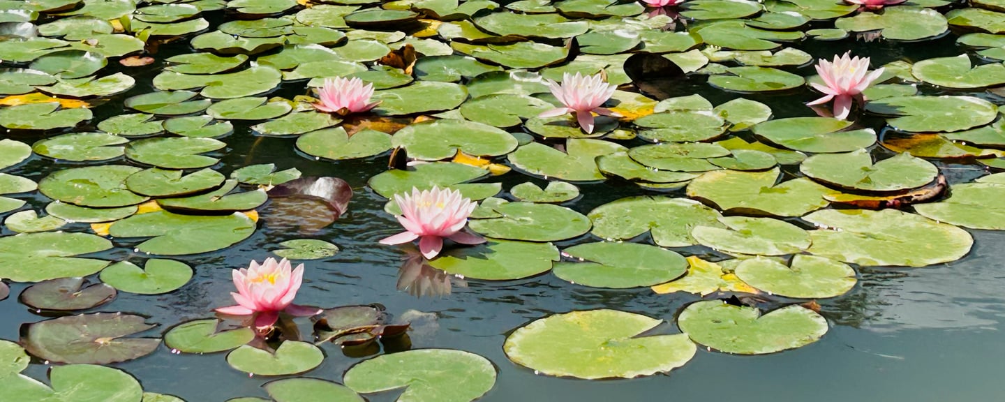 Eau calme et fleurs roses ; cultiver la présence pour clarifier ses choix et faire éclore son potentie
