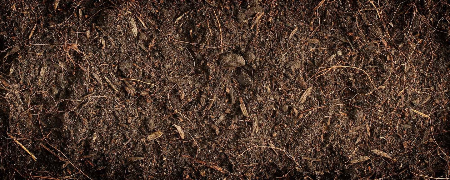 organic soil