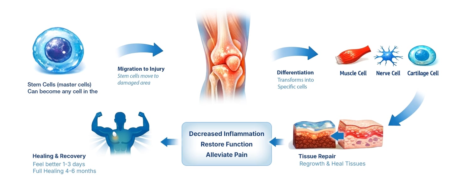 Infographic showing stem cell therapy process for knee joint repair, tissue regrowth, and pain relief.