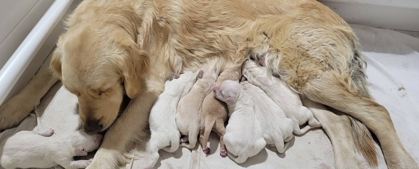 a dog is laying down with her puppies