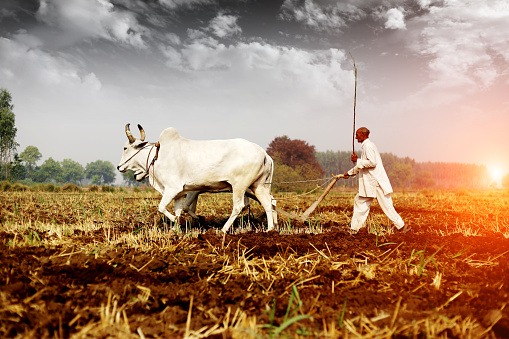 old way of ploughing with bullocks