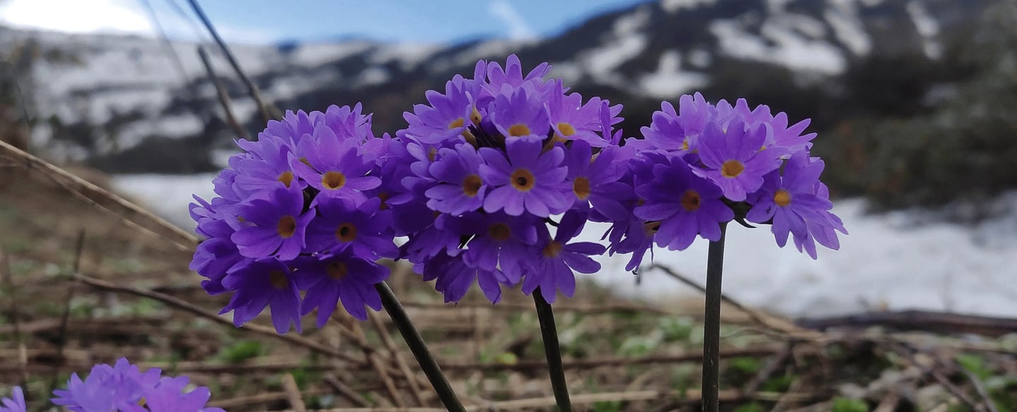 Cluster of purple wildflowers blooming near snowy mountains under a blue sky