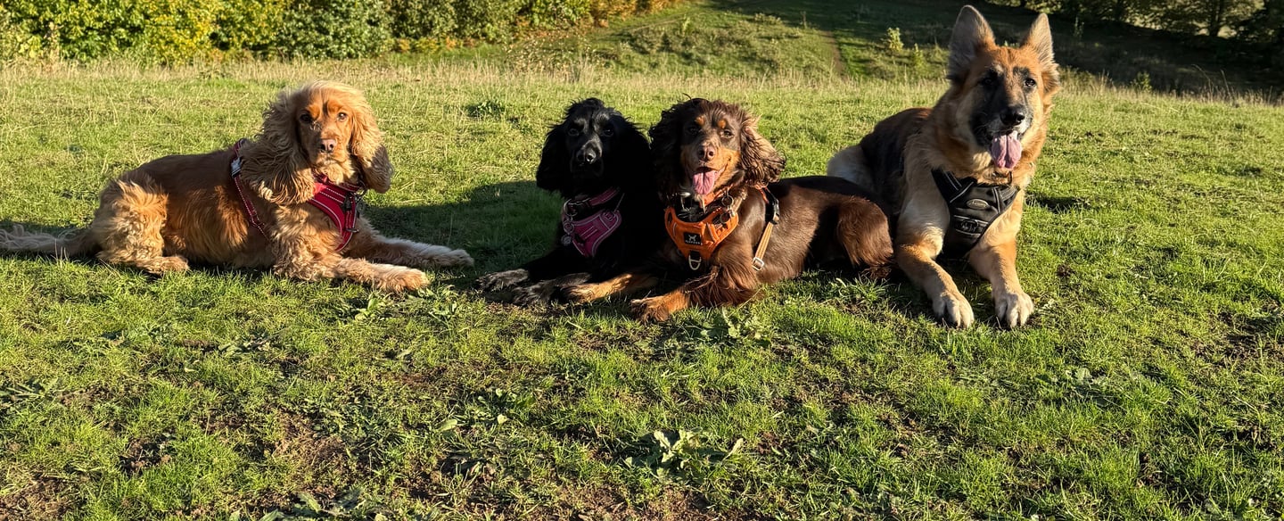 Four dogs sitting together on a grassy hillside during a countryside dog walk.