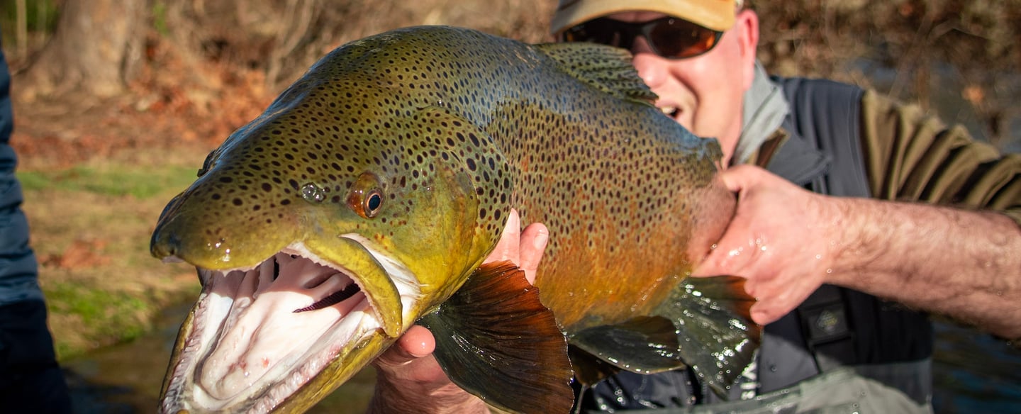Big Brown Trout caught Fly Fishing the Watauga River