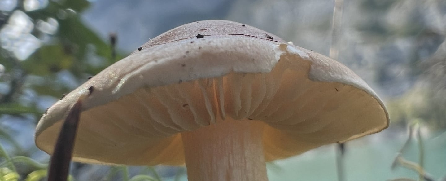 mushroom with mountain background