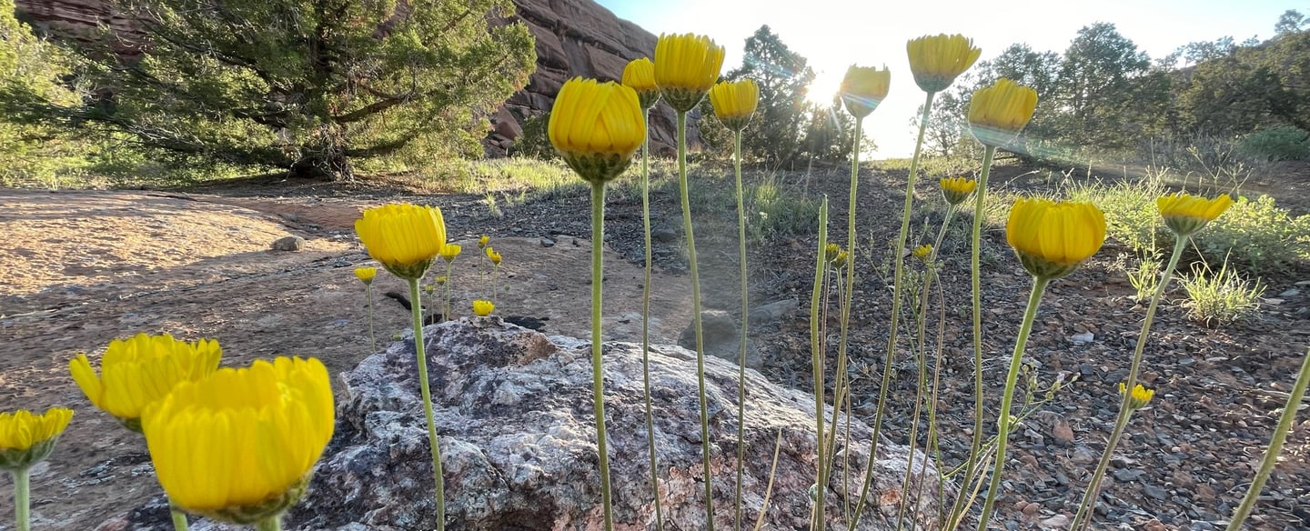 Yellow Flowers growing in the woods and mountains 
