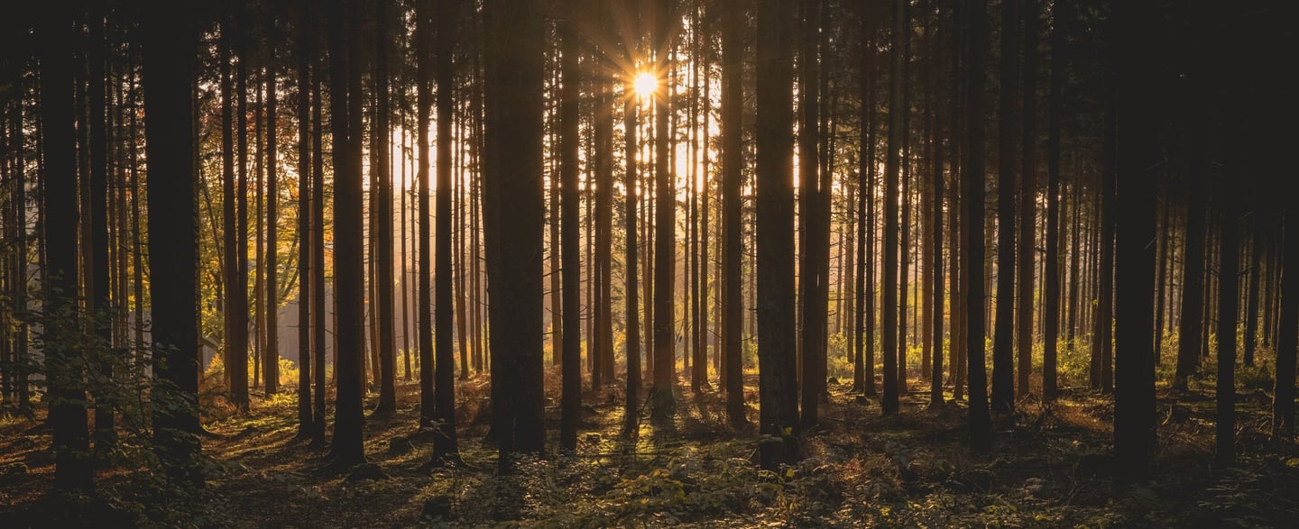 Calmness and Well being