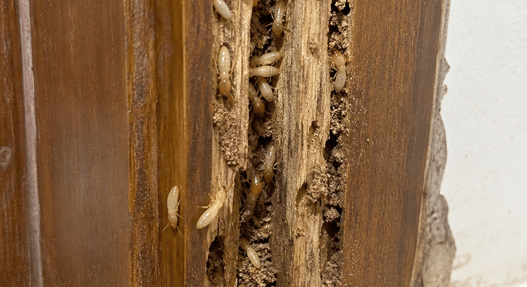 Udhai insect