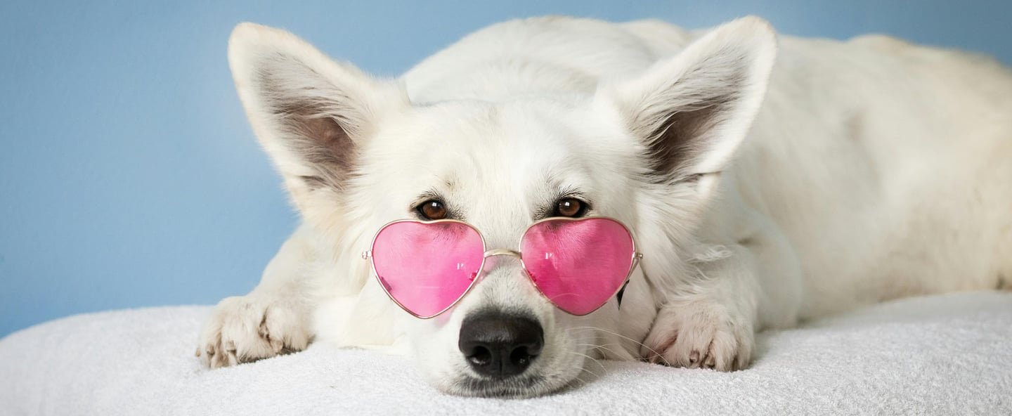 Dog Grooming services Qatar