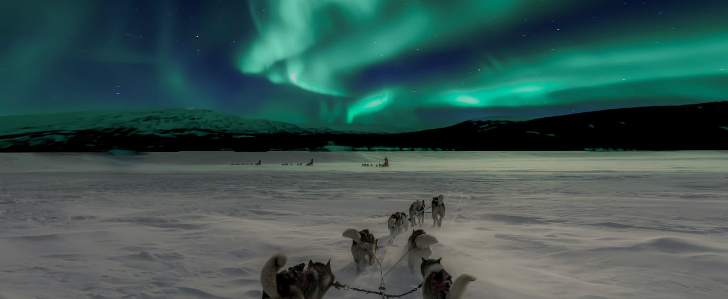 Psie zaprzęgi w Laponii pod zorzą polarną.