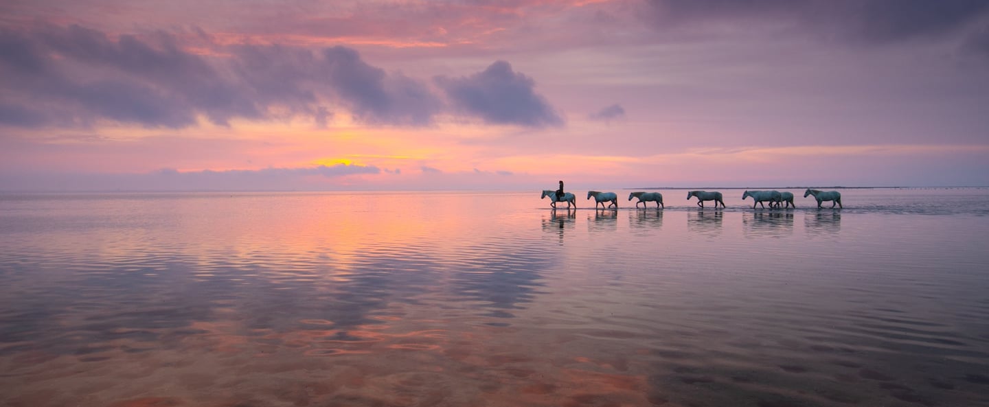 A line of horses walking through shallow water at sunset under a purple and orange sky.
