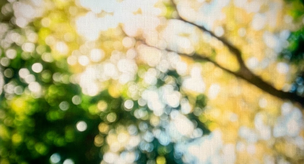 Soft, bright nature photo representing clarity and a positive path forward for our legal clients.