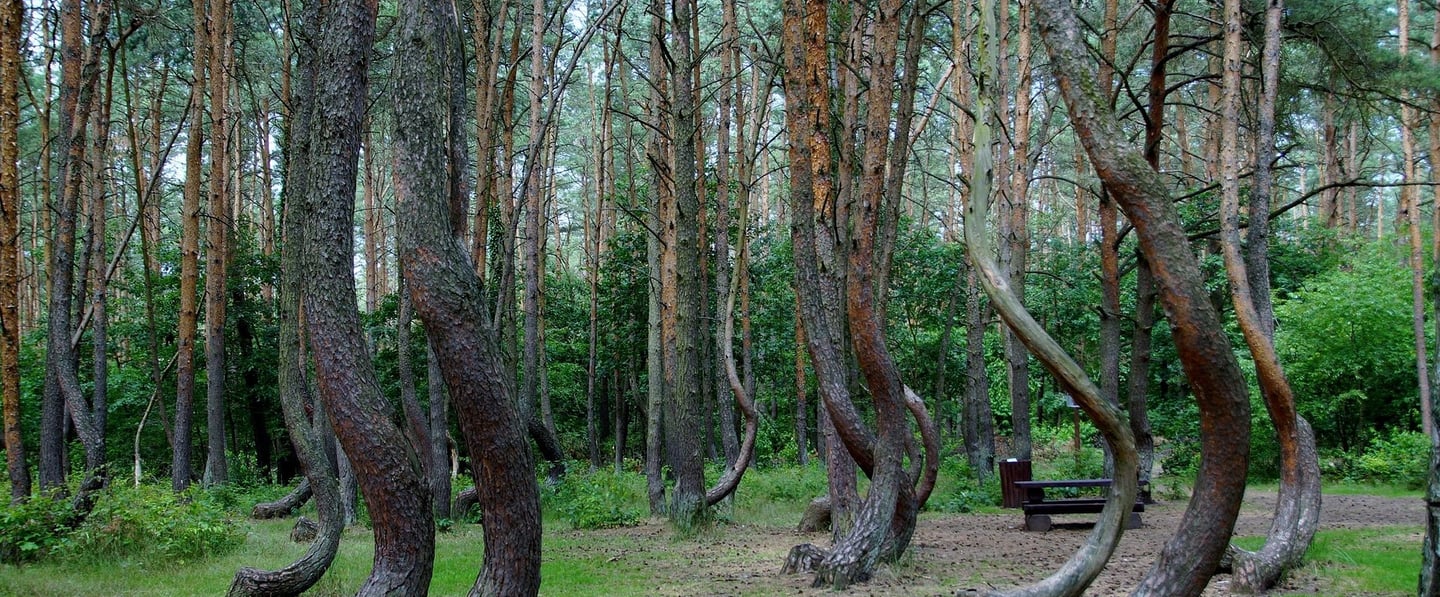 Crooked Forest, Poland – Crooked Forest, Poland – eerie twisted trees.